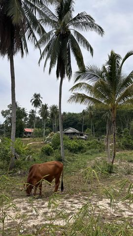 เกาะนาคายาย (หาดปนาย) คาตามารัน